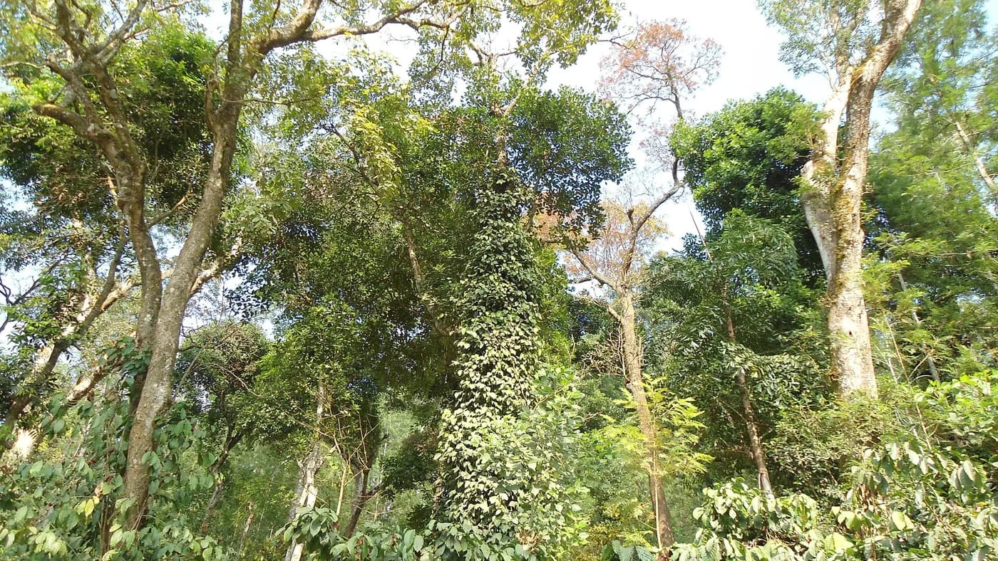 Dense Western Ghats forest near the Horanadu side of Chikmagalur